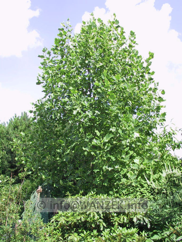 Liriodendron tulipifera Aureomarginata 03.jpg